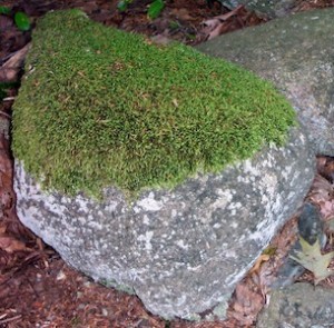 Life-MossOnBoulder