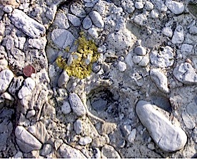 Stone-Puddingstone